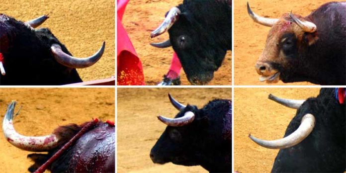Aunque parezca imposible, estos toros se lidiaron el año pasado en la Maestranza; la Junta de Andalucía no vio anomalía alguna y ningún pitón se envió a analizar post-mortem. (FOTOS: Javier Martínez)
