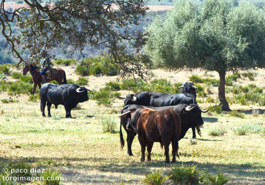 La corrida para Sevilla.