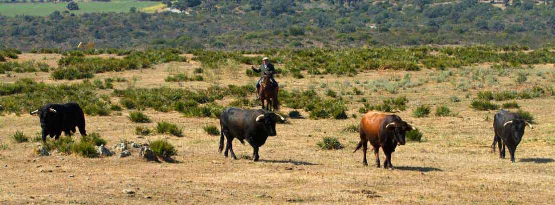 Los toros pastando en la finca 'Comeuñas', en Trigueros.