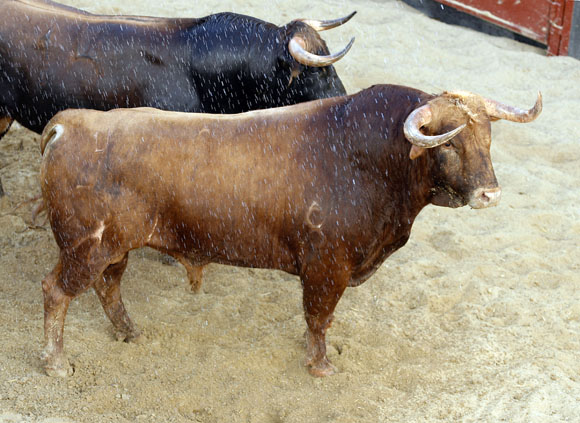 1º Número 1. Fígaro. Colorao. 559 kilos.