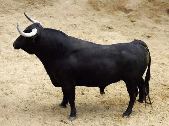 2º Número 10. 'Cocherito'. Negro entrepelao. 589 kilos.