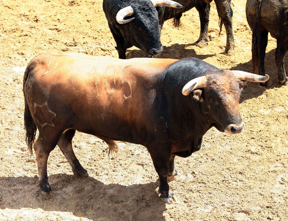 2º Número 105. Capcioso. Castaño bragao. 554 kilos (02/08). (Jandilla)