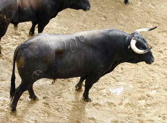 2º Número 108. Encaminado. Castaño chorreao. 522 kilos (Victoriano del Río).