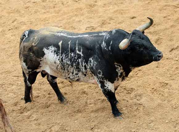 1º Número 114. Desganado. Negro burraco. 530 kilos (03/08).