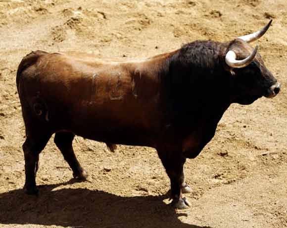 3º Número 120. Impedido. Castaño. 543 kilos.