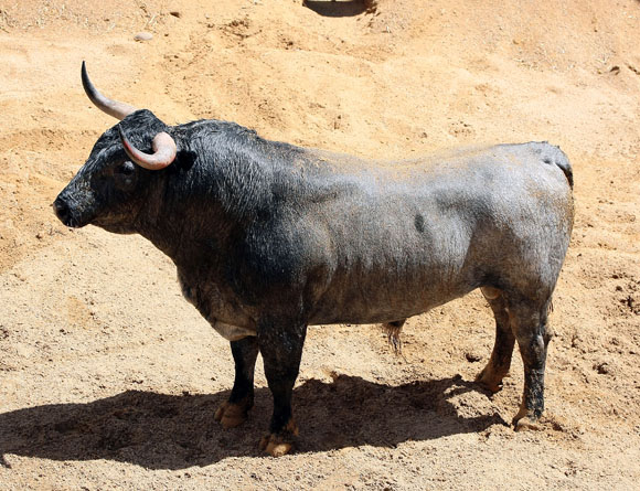 6º Número 128. Patano. Cárdeno bragao. 555 kilos.