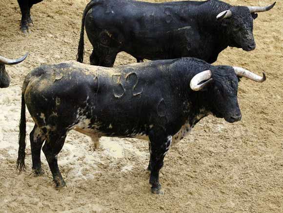 5º Número 132. Emperador. Negro salpicao. 510 kilos (Garcigrande).