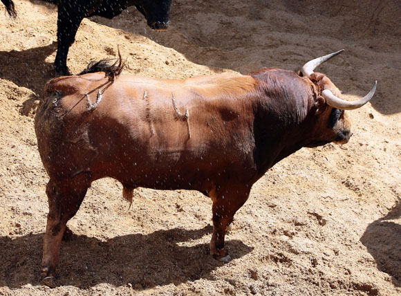 3º Número 14. Defensa. Castaño. 512 kilos