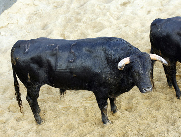 6º Número 15. Cazador. Negro. 530 kilos.