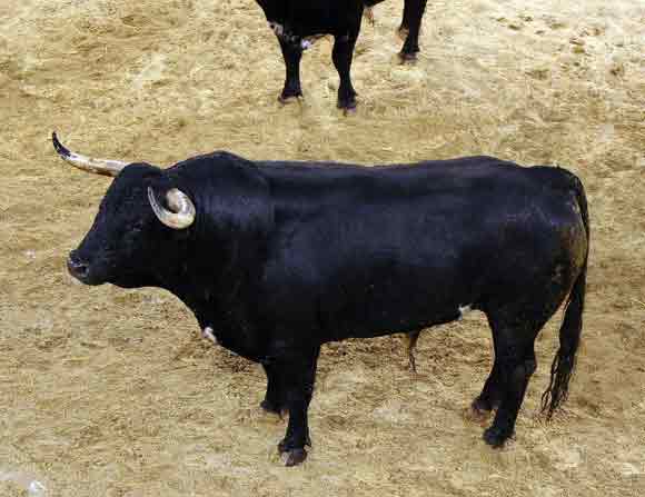 6º Número 157. Pitillo. Negro bragao meano. 529 kilos (Toros de Cortés).