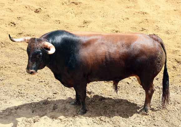 5º Número 16. Centinela. Castaño claro. 528 kilos (Torrehandilla).