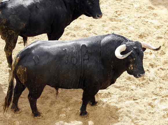 4º Número 162. Destocado. Negro mulato. 545 kilos (Toros de Cortés).