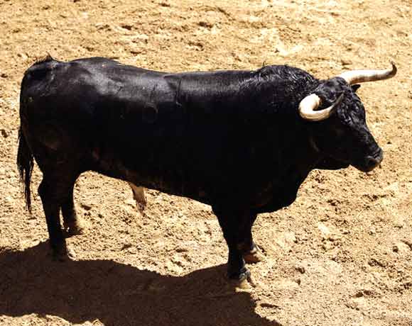 6º Número 164. Pecador. Negro bragao. 575 kilos.