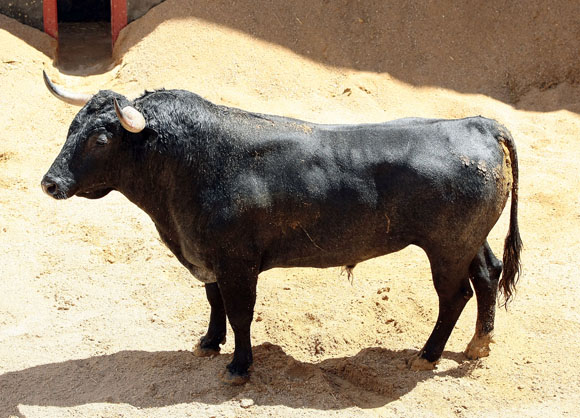 4º Número 174. Jaquetón. Negro entrepelao. 545 kilos