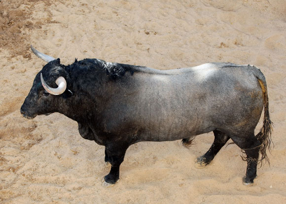 5º Número 175. Patalero. Cárdeno. 590 kilos.