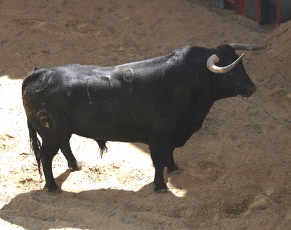 1º Número 179. Jopeo. Negro. 531 kilos.