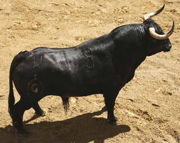 4º Número 18. 'Obrador'. Negro bragao. 599 kilos (San Mateo).