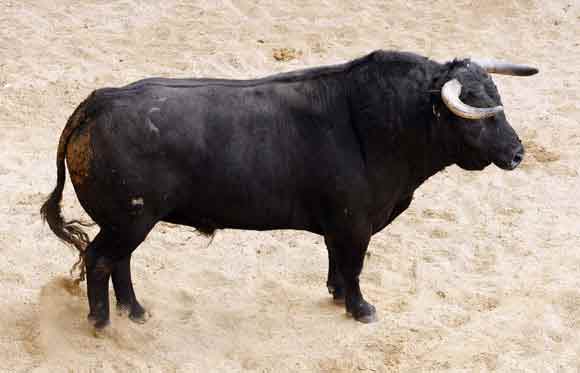 3º Número 2. 'Segador'. Negro. 525 kilos (San Pelayo).