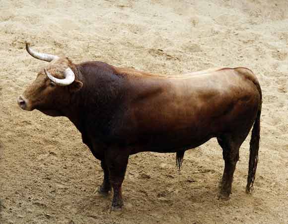 6º Número 21. Mediador. Castaño. 606 kilos.