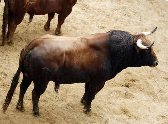 6º Número 22. 'Puritito'. Negro mulato. 540 kilos.