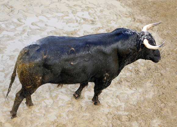 2º Número 23. Conde. Negro. 540 kilos.