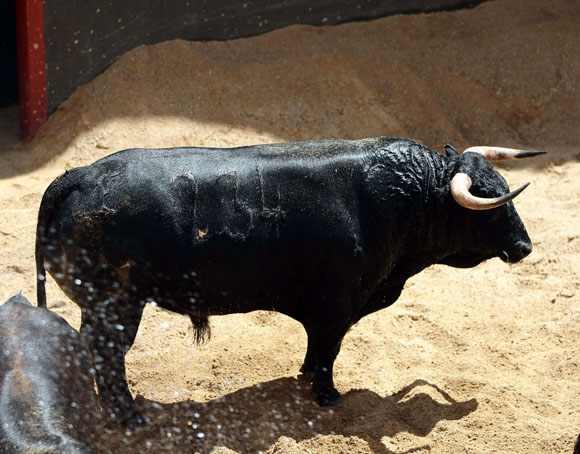 3º Número 234. Pajarraco. Negro. 511 kilos (02/08).