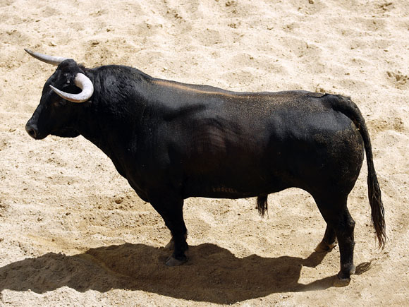 6º Número 26. 'Banderillo'. Negro bragao. 555 kilos (San Pelayo).