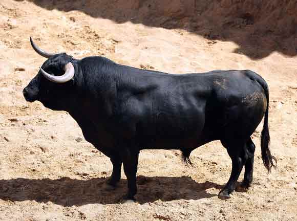 5º Número 27. Colladero. Negro. 600 kilos.