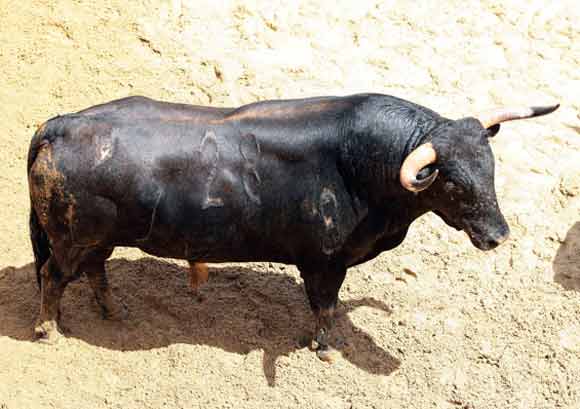 1º Número 28. Mesonero. Negro mulato bragao. 517 kilos (Torreherberos).