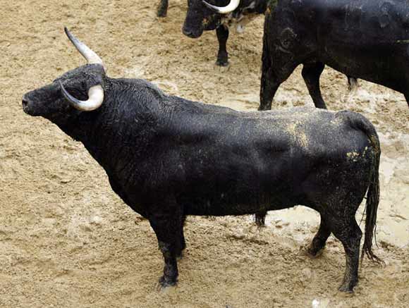 3º Número 32. Liberador. Negro. 510 kilos (Garcigrande).