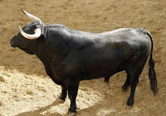 1º Número 35. 'Milano'. Negro bragao. 572 kilos.