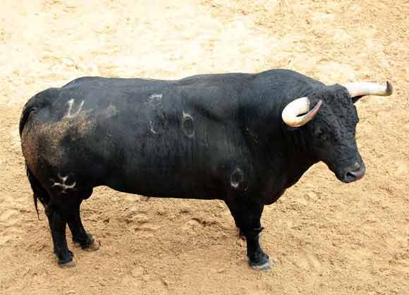 1º Número 36. 'Piesdeplatillo'. Negro. 507 kilos (San Mateo).