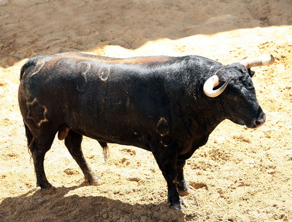 4º Número 39. Flamante. Negro mulato chorreao. 555 kilos (01/08). (Jandilla)