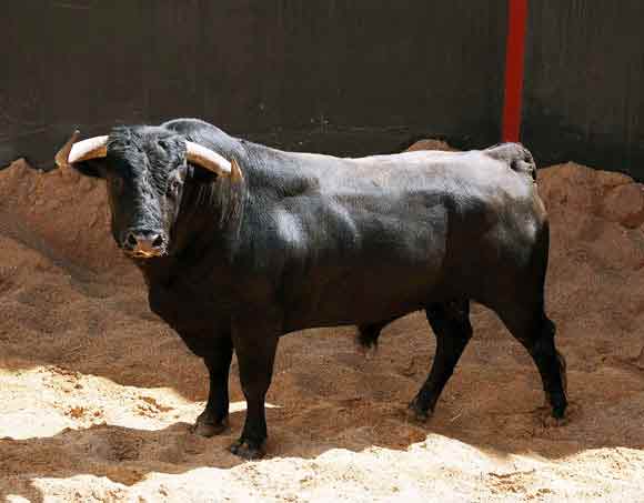 3º Número 44. Aldeano. Negro. 595 kilos.