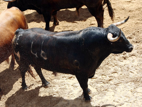 4º Número 46. Esparraguero. Mulato. 515 kilos (11/07).