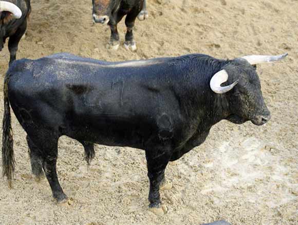 2º Número 47. Bondadoso. Negro. 527 kilos (Domingo Hernández).