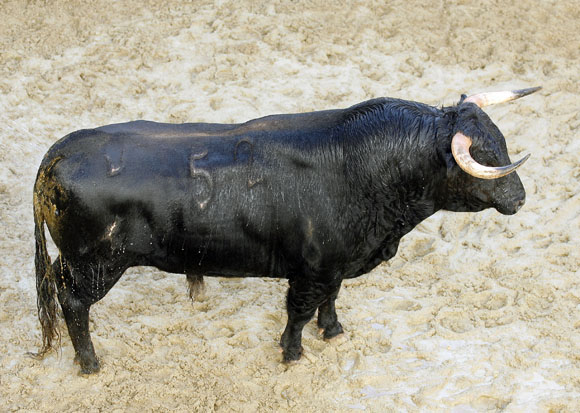 4º Número 52. Rebujano. Negro listón. 549 kilos.