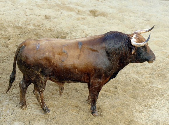 5º Número 59. Escondido. Castaño claro. 505 kilos.