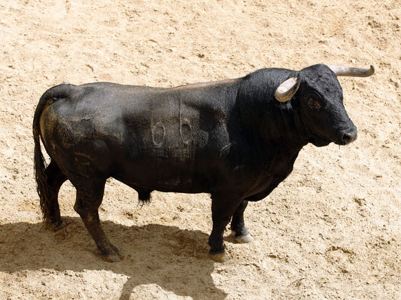 4º Número 66. 'Greñito'. Negro. 520 kilos.