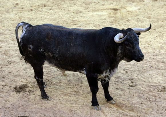 3º Número 73. 'Evasonero'. Cárdeno mulato. 515 kilos.