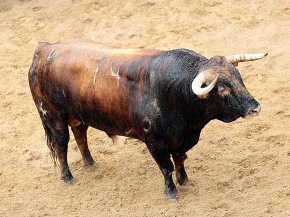 4º Número 74. Profesor. Colorao chorreao. 550 kilos (11/07).