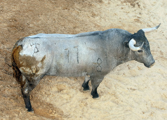 1º Número 77. Baratero. Cárdeno. 520 kilos