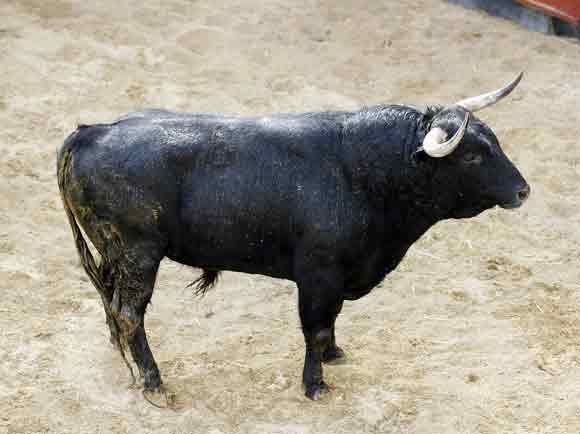 1º Número 8. Bochornoso. Negro. 525 kilos (Victoriano del Río).