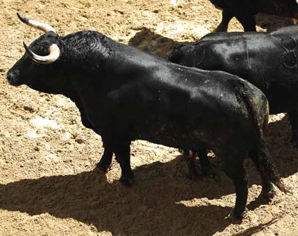 2º Número 82. Mensajero. Negro bragao. 518 kilos.