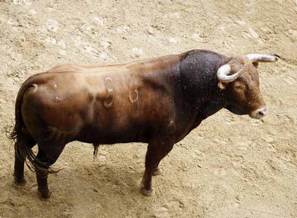 5º Número 86. Jerezano. Negro. 520 kilos (Victoriano del Río).