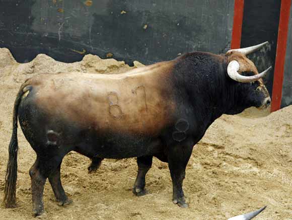6º Número 87. Osado. Castaño. 550 kilos (Domingo Hernández).