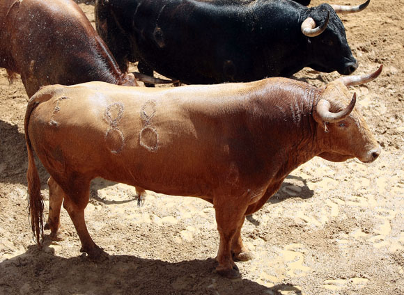 3º Número 88. Garrochista. Negro meano. 505 kilos.