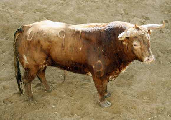 2º Número 93. Coronillo. Melocotón bragao. 553 kilos.