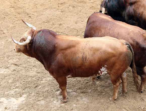 6º Número 94. Pocosol. Colorao bragao meano. 526 kilos (03/08).