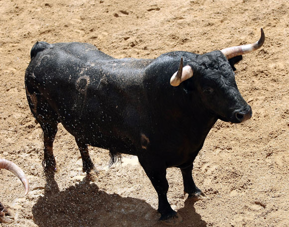 6º Número 97. Majoleto. Negro mulato. 510 kilos (11/07).